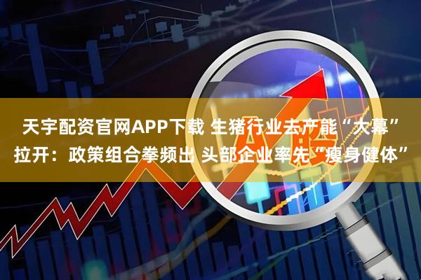 天宇配资官网APP下载 生猪行业去产能“大幕”拉开:政策组合拳频出 头部企业率先“瘦身健体”